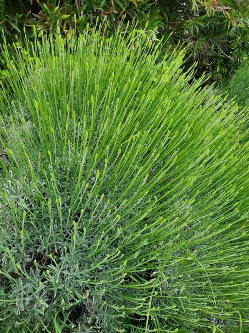 Reve En Luberon Lauris Exterior foto